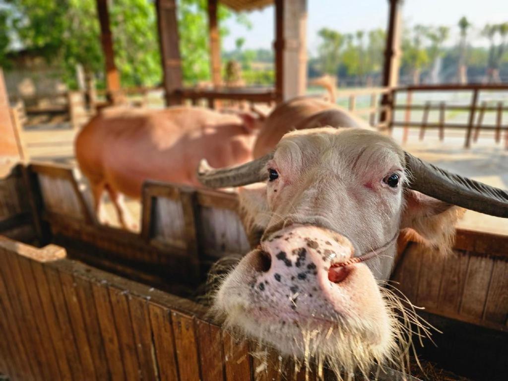 The Buffalo Amphawa Samut Songkhram Extérieur photo