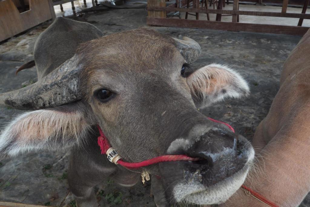 The Buffalo Amphawa Samut Songkhram Extérieur photo
