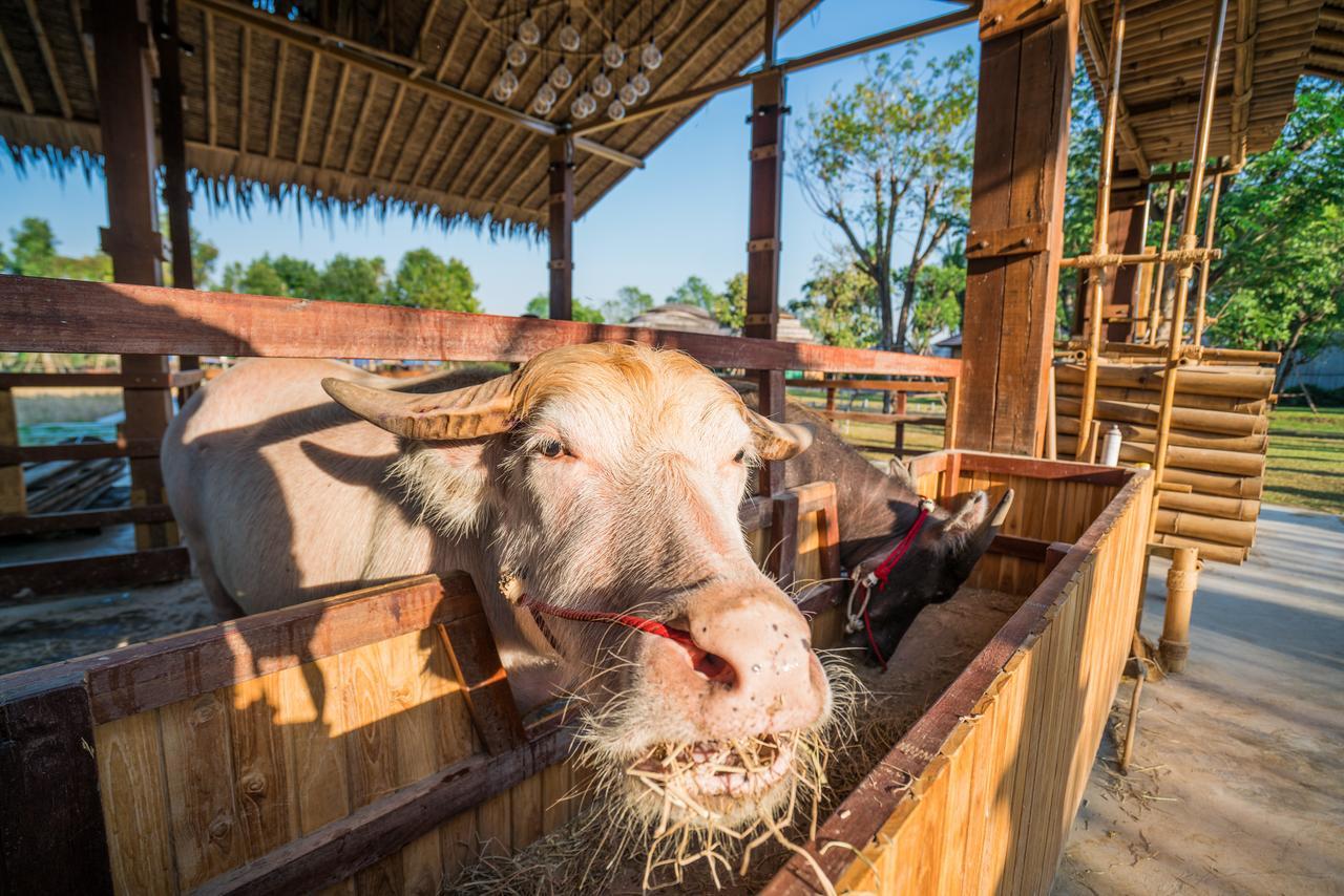 The Buffalo Amphawa Samut Songkhram Extérieur photo